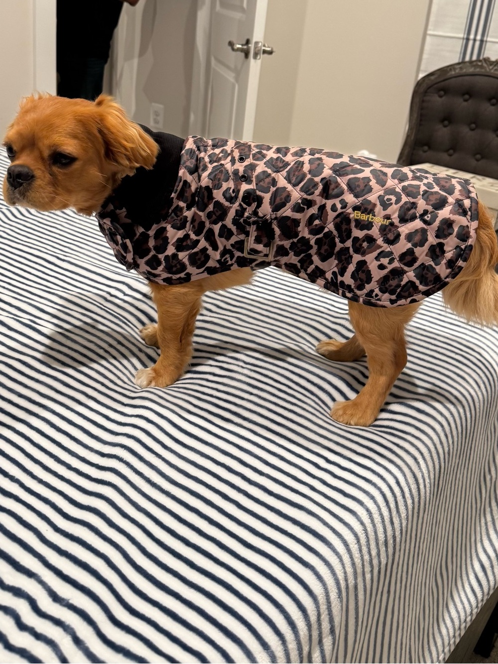 NWT Barbour  Leopard-Print All Season Quilted  Dog Coat